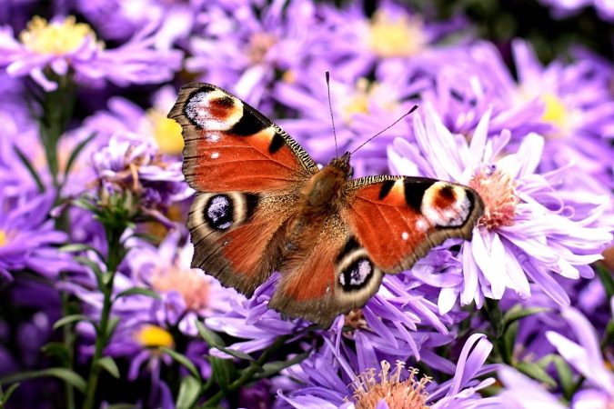Gros plan d'un papillon Paon du jour (Aglais io)