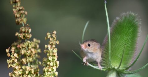 Le fascinant rat des moissons (Micromys minutus)&nbsp;: le plus petit rongeur d’Europe&nbsp;!